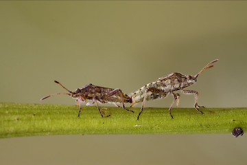 Image showing  on a branch and reproduction