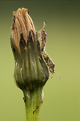 Image showing palomena prasina on a flower and reproduction