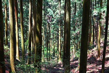 Image showing Japanese cedar forest