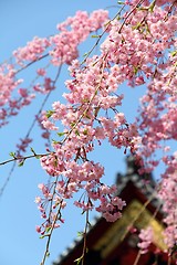 Image showing Pink cherry blossom