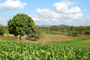 Image showing Tobacco field