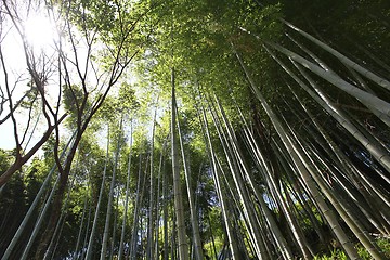 Image showing Bamboo forest in Japan