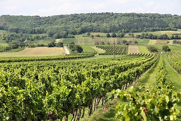 Image showing Burgenland vineyard