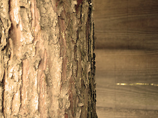 Image showing Close up of tree bark