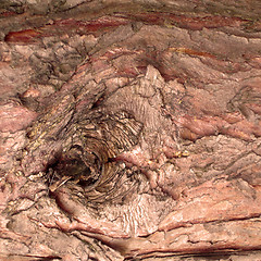 Image showing Close up of tree bark