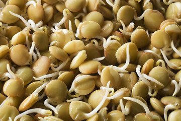 Image showing Sprouts