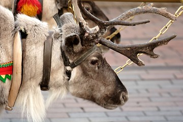 Image showing reindeer