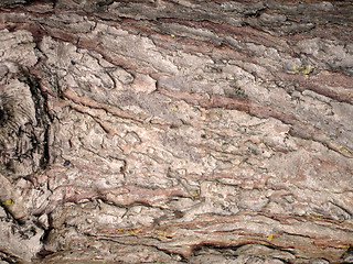 Image showing Close up of tree bark