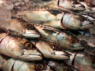 Image showing Fresh whole mackerel