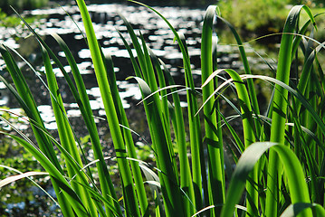 Image showing Rush Leaves