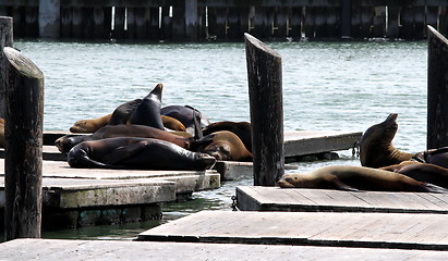 Image showing Sea Lions