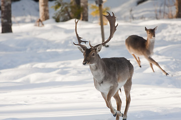 Image showing running stag