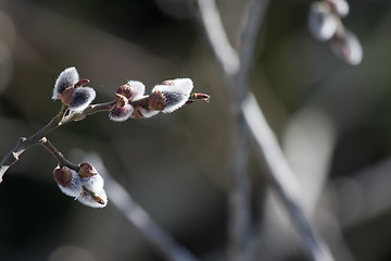 Image showing willow