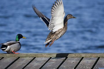 Image showing leaving