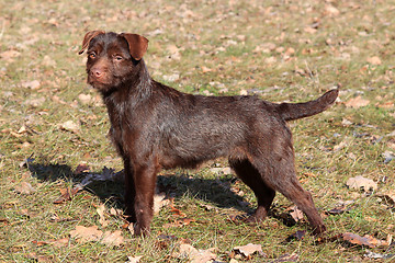 Image showing Patterdale Terrier /Wire/  in the park 