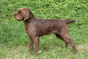 Image showing Pudelpointer in the forest