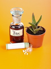 Image showing Aloe Ferox plant, extract and homeopathic pills