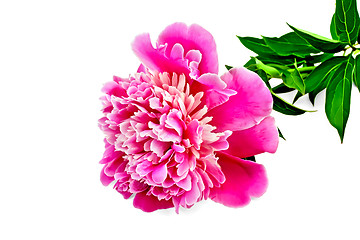 Image showing Peony pink with green leaves