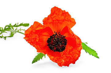 Image showing Poppy red with green leaves