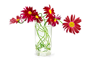 Image showing Feverfew crimson in a glass