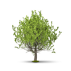 Image showing tree isolated on white