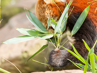 Image showing The Red Panda, Firefox or Lesser Panda