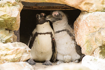 Image showing African penguins collecting nesting material