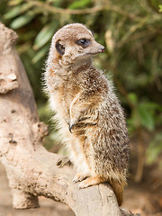 Image showing Suricate or meerkat