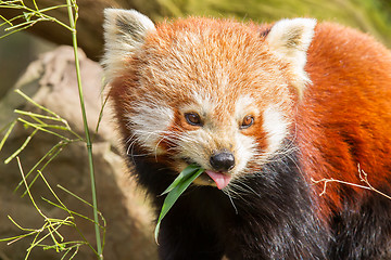 Image showing The Red Panda, Firefox or Lesser Panda