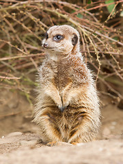 Image showing Suricate or meerkat