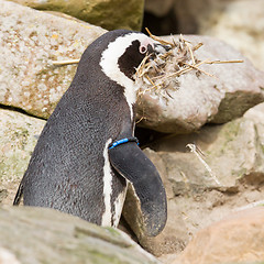 Image showing African penguin collecting nesting material