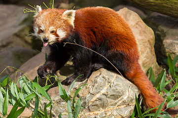 Image showing The Red Panda, Firefox or Lesser Panda