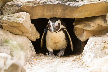 Image showing African penguins