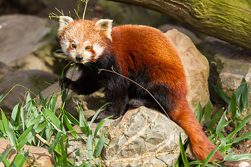 Image showing The Red Panda, Firefox or Lesser Panda