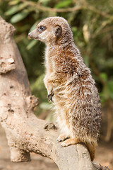 Image showing Suricate or meerkat