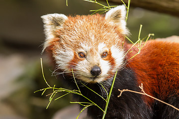 Image showing The Red Panda, Firefox or Lesser Panda