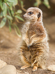 Image showing Suricate or meerkat