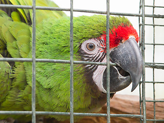 Image showing Military Macaw (Ara militaris)