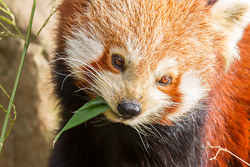 Image showing The Red Panda, Firefox or Lesser Panda