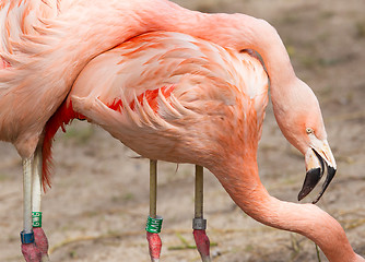 Image showing Breeding flamingo pair