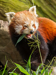 Image showing The Red Panda, Firefox or Lesser Panda