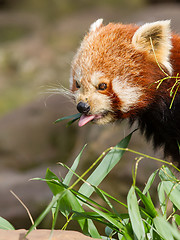 Image showing The Red Panda, Firefox or Lesser Panda