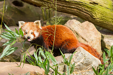 Image showing The Red Panda, Firefox or Lesser Panda