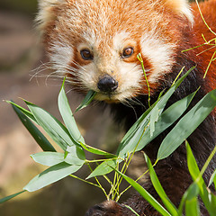 Image showing The Red Panda, Firefox or Lesser Panda