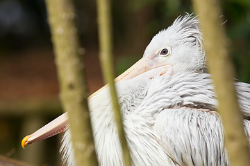 Image showing Pink-backed Pelican - Pelecanus rufescens