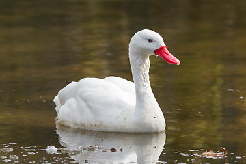 Image showing The Coscoroba Swan