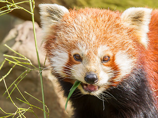 Image showing The Red Panda, Firefox or Lesser Panda