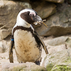 Image showing African penguin collecting nesting material