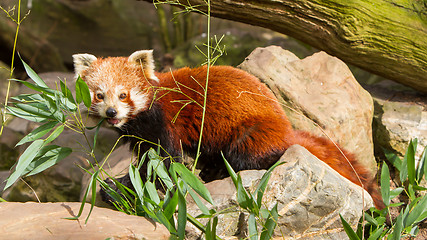 Image showing The Red Panda, Firefox or Lesser Panda