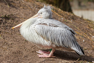 Image showing Pink-backed Pelican - Pelecanus rufescens